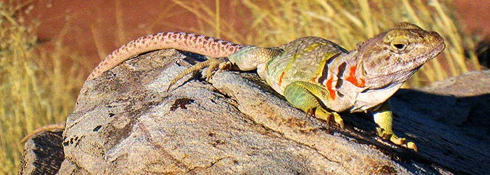 Crotaphytus collaris Collared lizard | NPS Photo