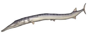 Saurichthys (Wikipedia.org)