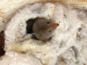 Desert Shrew (Notiosorex crawfordi) | NPS Photo