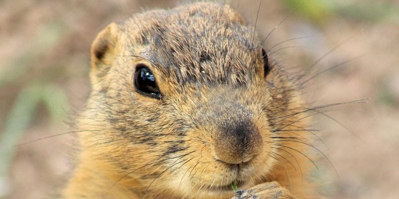 Gunnison's Prairie Dog | NPS Photo by Hallie Larsen