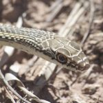 Plateau Striped Whipsnake | NPS Photo by Andy Bridges