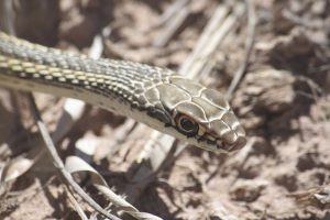 Plateau Striped Whipsnake | NPS Photo by Andy Bridges