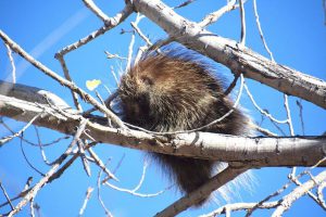 Porcupine | NPS Photo by Andy Bridges