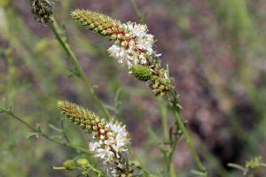 Prairie Clover | NPS Photo by Hallie Larsen