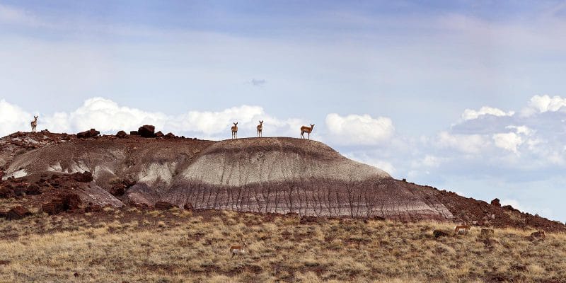 Pronghorns on Badlands | NPS Photo by Andrew V. Kearns