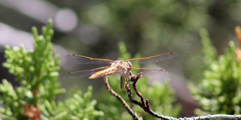 Variegated Meadowhawk | NPS Photo by Hallie Larsen