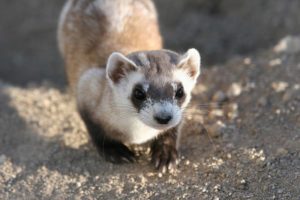 Black-footed Ferret | Credit: J. Michael Lockhart / USFWS