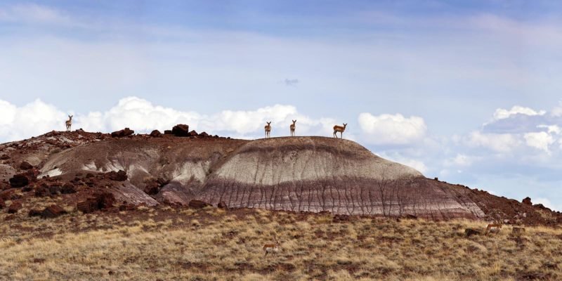 Pronghorns in badlands | NPS Photo