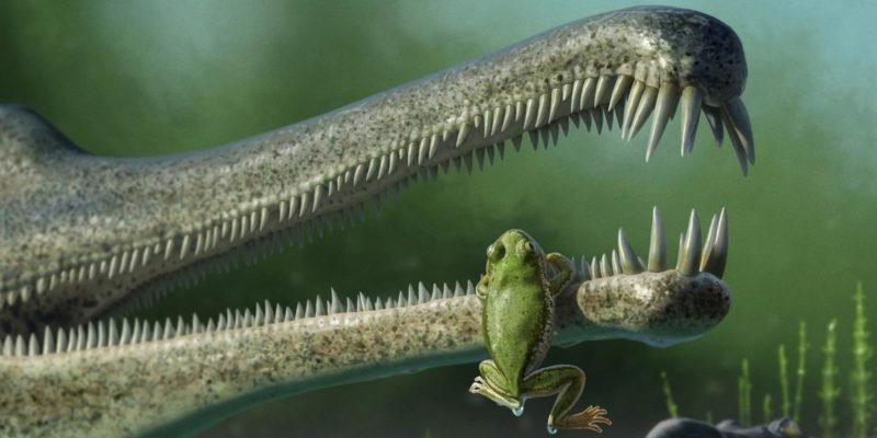 A Triassic frog clings to the snout of a phytosaur, used with permission by Andrey Atuchin.
