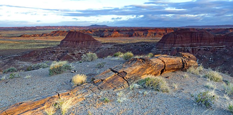 Big Log in Painted Desert | Photo by Andrew V. Kearns