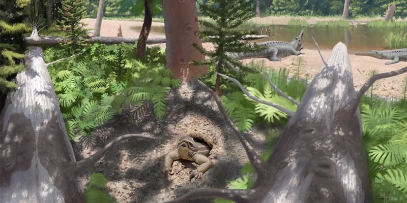 The new species of drepanosaur, Skybalonyx skapter, emerging from a burrow in the Late Triassic at Petrified Forest. - Art used with permission by Midiaou Diallo