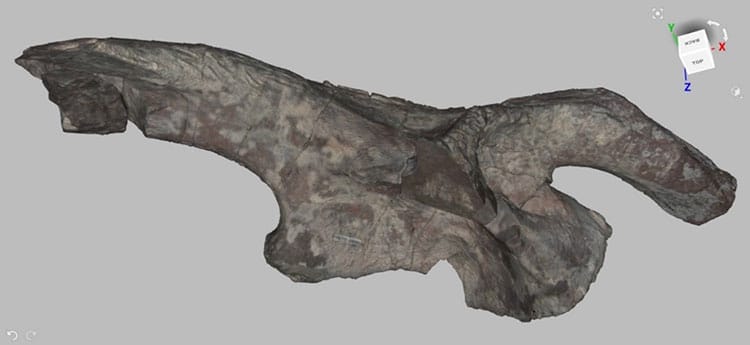 The result of 3D scanning: a three-dimensional colorized mesh of a large reptilian hip bone from Petrified Forest.
