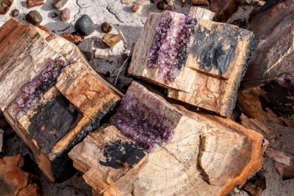Petrified wood log with amethyst crystals | Photo by Gary Grube